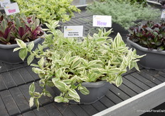 Setcreasea Green White van Jaldety. Het deel dat ze nieuw toevoegen zijn planten voor binnen en buiten en dit is daar een goed voorbeeld van. In hetzelfde concept Zebrina Boudreaux en Zebrina, die ook te zien waren bij Jaldety.